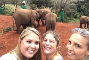Tour di un giorno dell'orfanotrofio degli elefanti, delle giraffe e di Bomas of Kenya