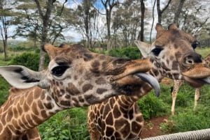 Dagstur til Elephant Orphanage, Giraffe & Bomas of Kenya