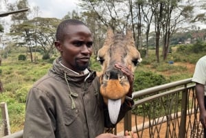 Dagsudflugt til elefantbørnehjem, giraffer og Bomas i Kenya
