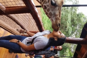 Elephant Orphanage, Giraffe & Bomas of Kenya Day Tour