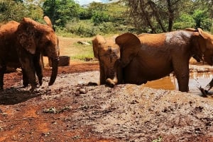 Tour di un giorno dell'orfanotrofio degli elefanti, delle giraffe e di Bomas of Kenya