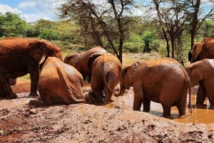 Dagsutflykt till Kenyas barnhem för elefanter, giraffer och Bomas