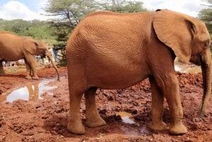 Elephant Orphanage, Giraffe Center And Nairobi National Park