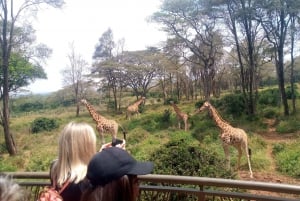Elephant Orphanage, Giraffe Center And Nairobi National Park