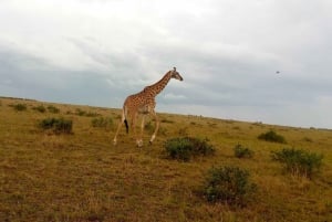 Elephant Orphanage, Giraffe Center And Nairobi National Park