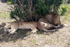 Elephant Orphanage, Giraffe Center And Nairobi National Park