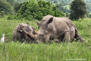 Elephant Orphanage, Giraffe Center And Nairobi National Park