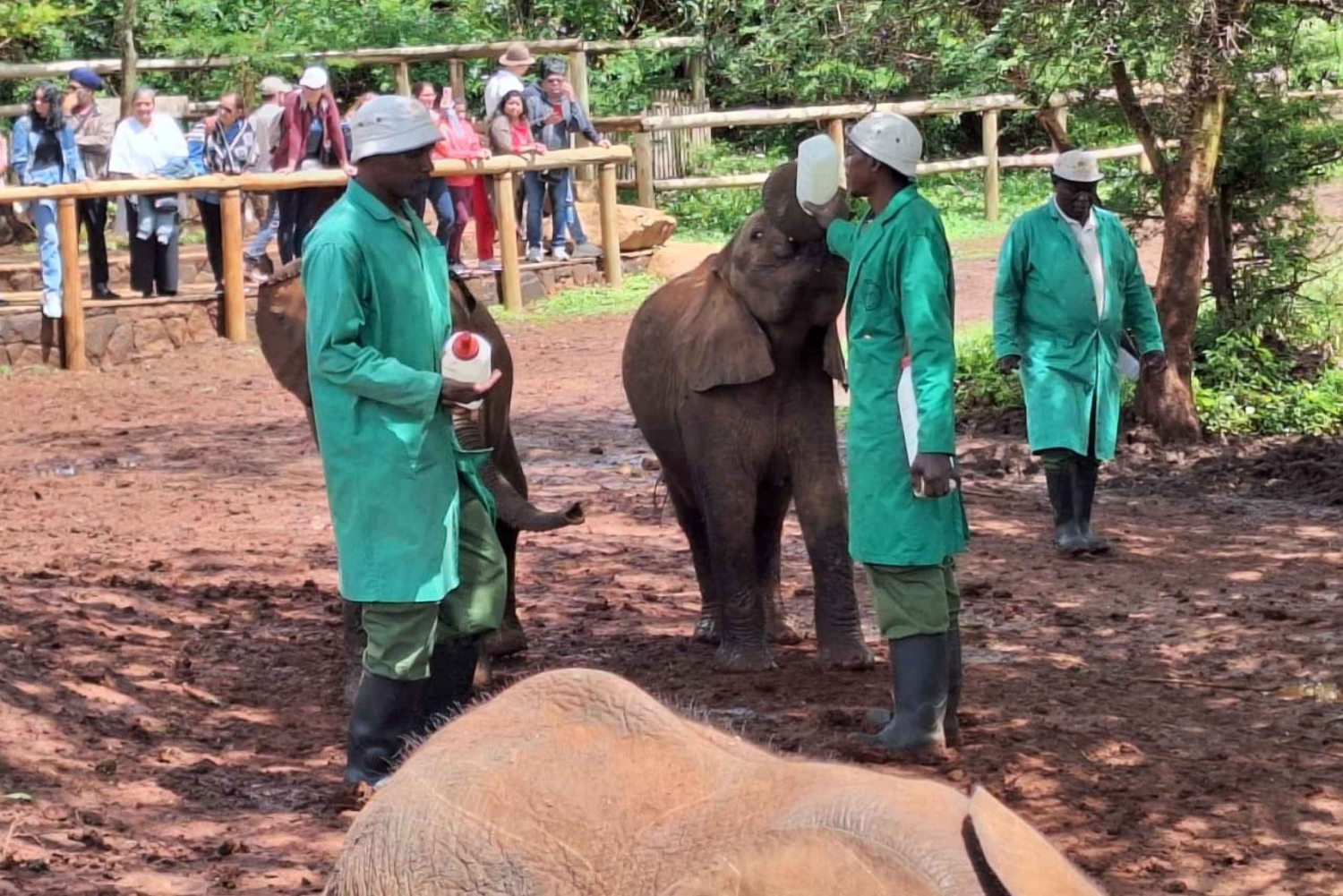 Elephant Orphanage,Giraffe Center&Karen Blixen Meseum Tour