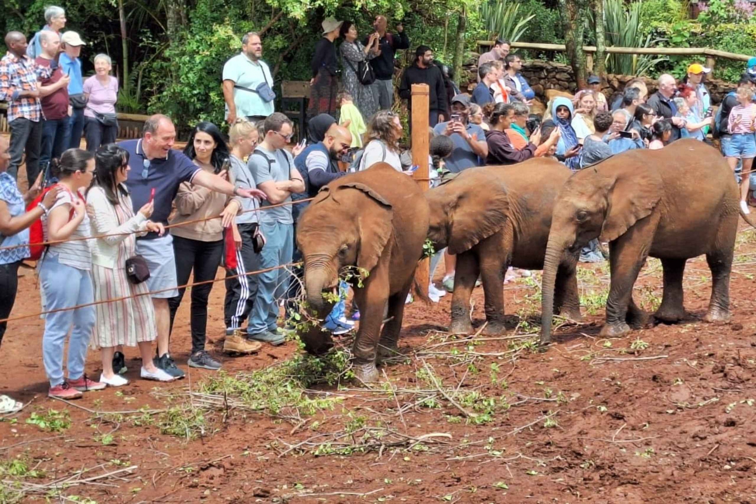 Elephant Orphanage,Giraffe Center&Karen Blixen Meseum Tour