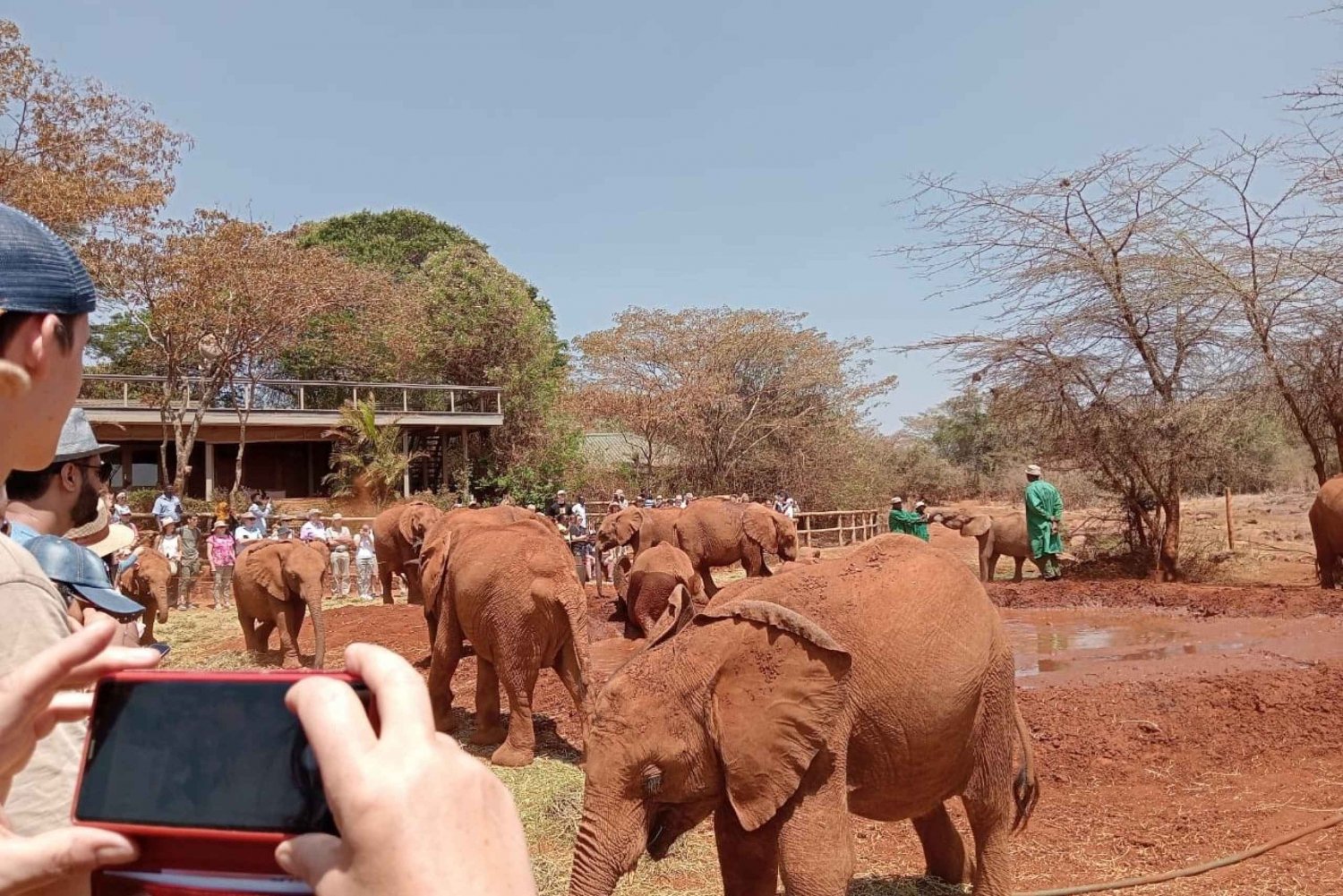 Elephant Orphanage,Giraffe Center&Karen Blixxen Day TripTour