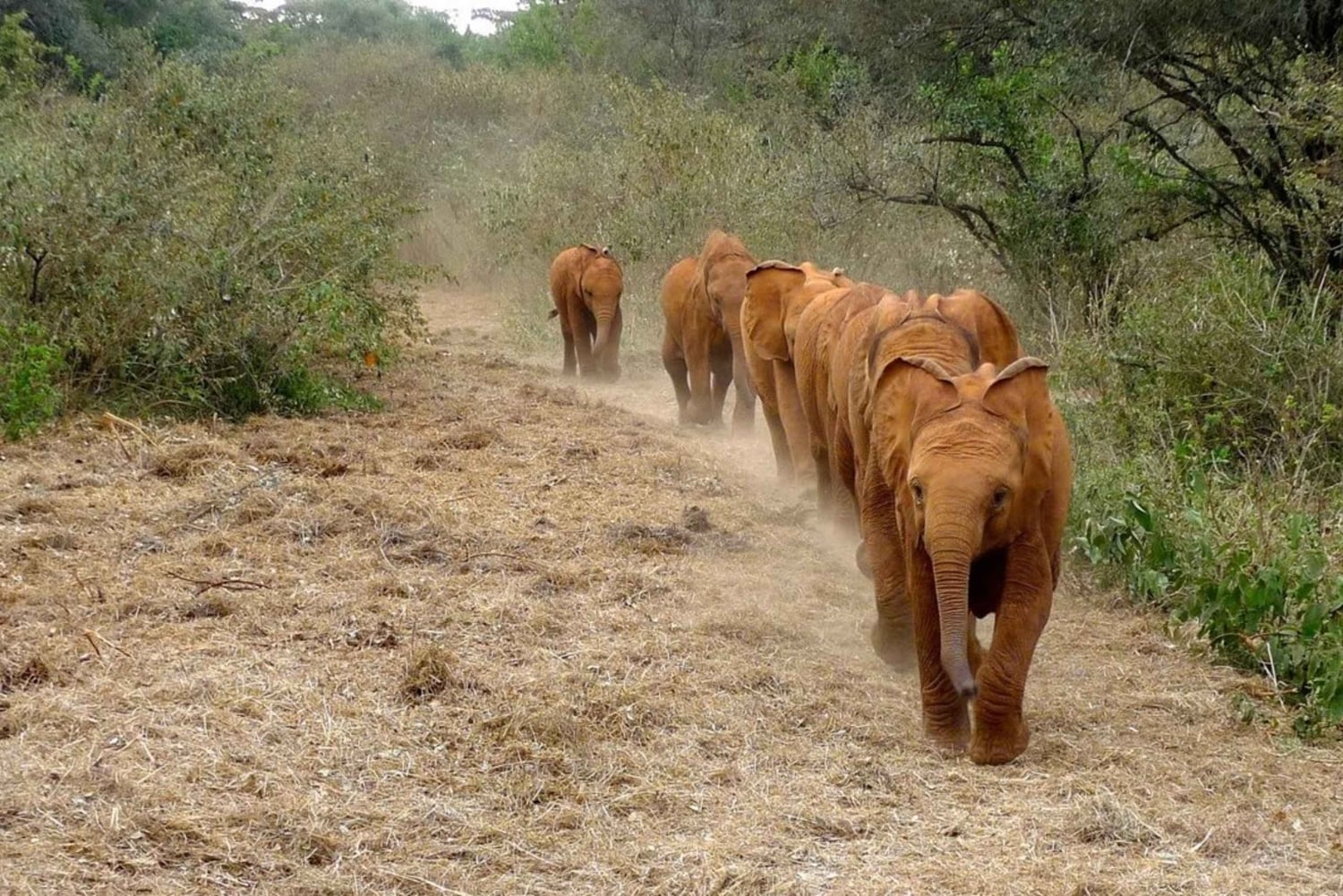Orfanotrofio degli elefanti, centro delle giraffe e visita di un giorno di Karen Blixxen