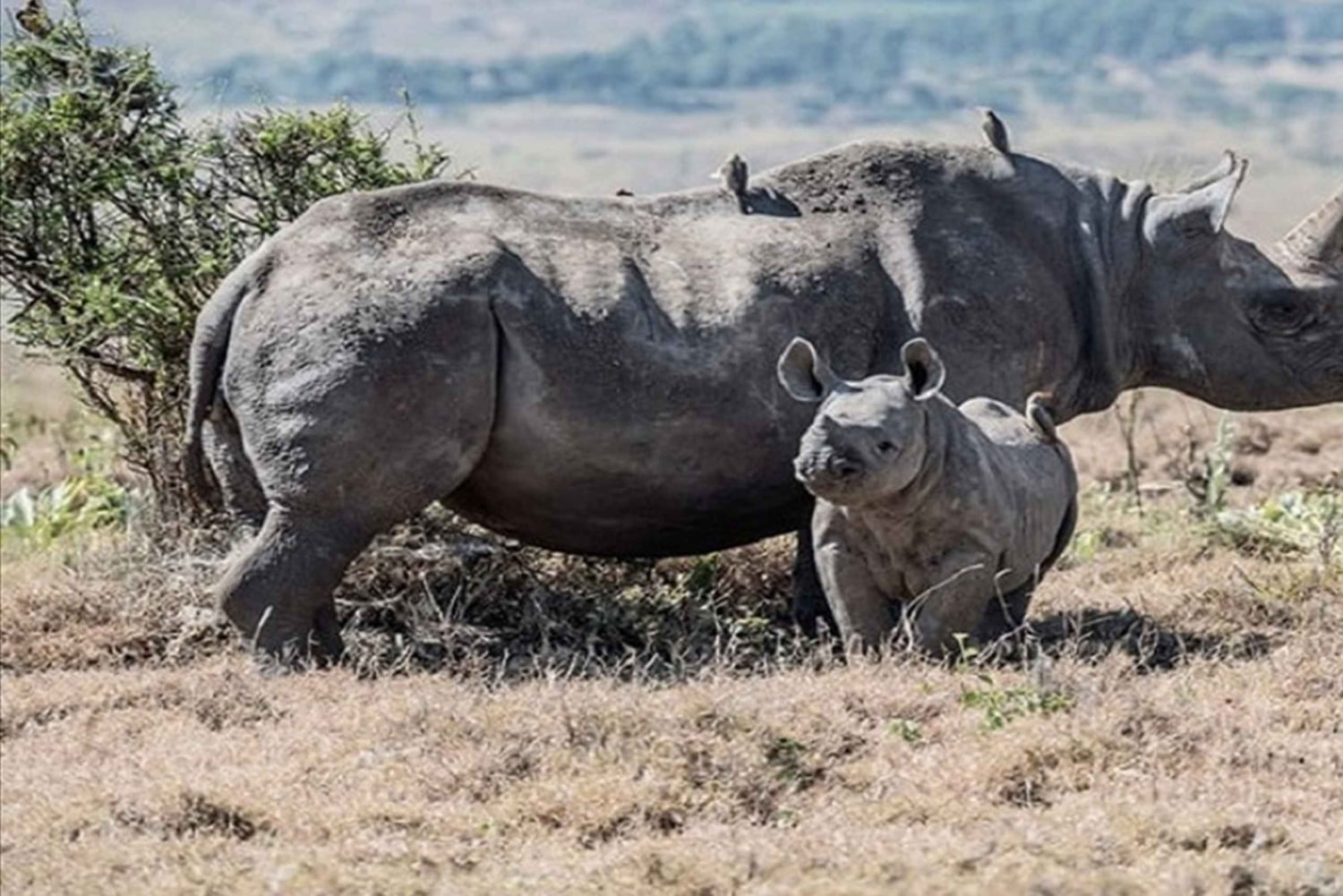 Elefanttien orpokoti, kirahvikeskus&Karen Blixxen päiväretkiTour