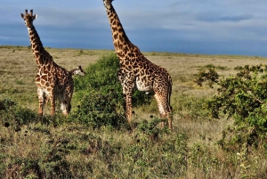 Elephant Orphanage,Giraffe Center&Karen Blixxen Day TripTour