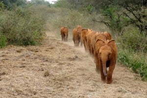 Orfanotrofio degli elefanti, centro delle giraffe e visita di un giorno di Karen Blixxen