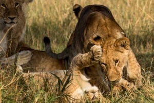 Orfanotrofio degli elefanti, centro delle giraffe e visita di un giorno di Karen Blixxen