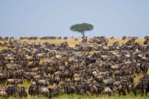 Orfanotrofio degli elefanti, centro delle giraffe e visita di un giorno di Karen Blixxen