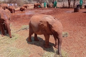 Orfanotrofio degli elefanti, centro delle giraffe e visita di un giorno di Karen Blixxen