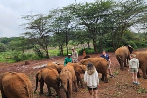 Orfanotrofio degli elefanti, centro delle giraffe e visita di un giorno di Karen Blixxen