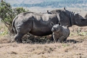 Elefanttien orpokoti, kirahvikeskus&Karen Blixxen päiväretkiTour