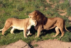 Elefanttien orpokoti, kirahvikeskus&Karen Blixxen päiväretkiTour