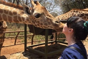 Elephant orphanage, Giraffe center, kobe beads tour