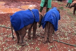 Nairobi: orfanato de elefantes, centro de jirafas, tour de cuentas de kobe