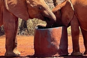 Nairobi: orfanato de elefantes, centro de jirafas, tour de cuentas de kobe