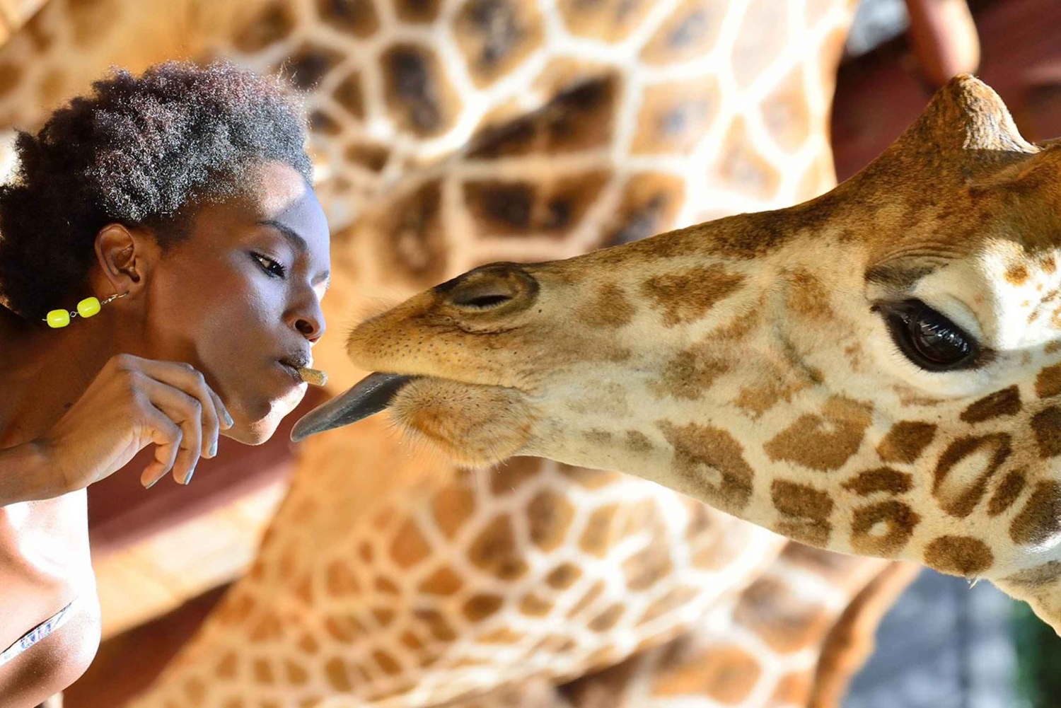 Excursão ao Orfanato de Elefantes e ao Centro de Girafas com opções