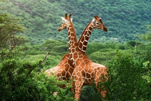 Excursão ao Orfanato de Elefantes e ao Centro de Girafas com opções