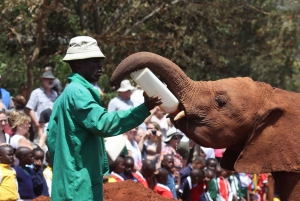 Elephant Orphanage, Giraffe Centre & Kobe Beads Day Tour
