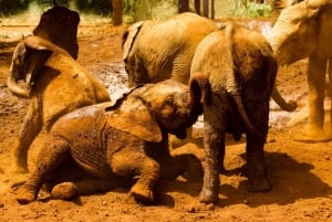 Elephant Orphanage, Giraffe Centre & Kobe Beads Day Tour