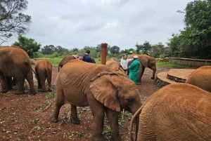 Olifantenweeshuis, Giraffee Centrum, Karen Blixxen Meseum