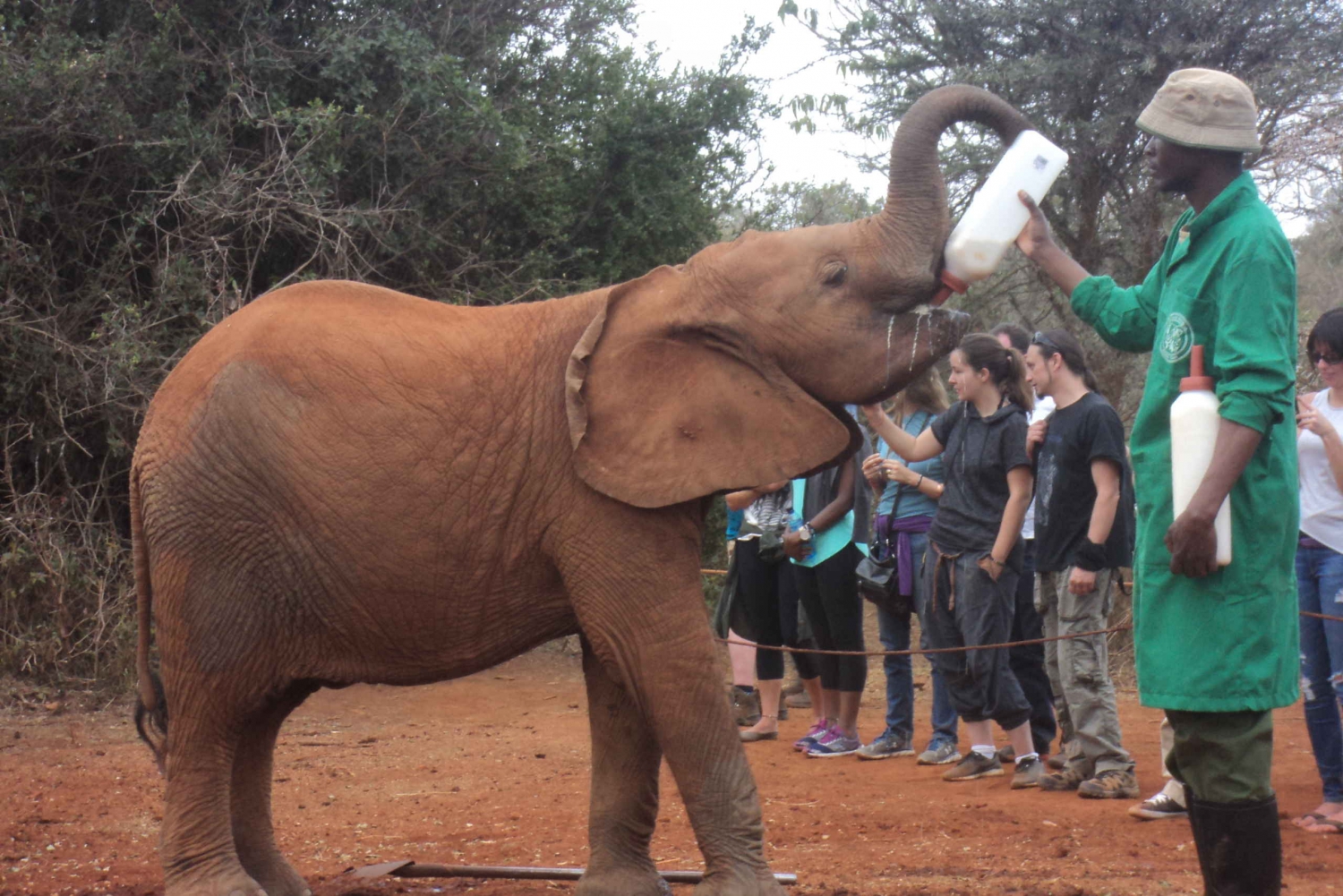elephant orphanage tour