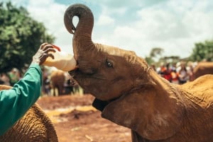 Elephant Orphanage Tour from Nairobi