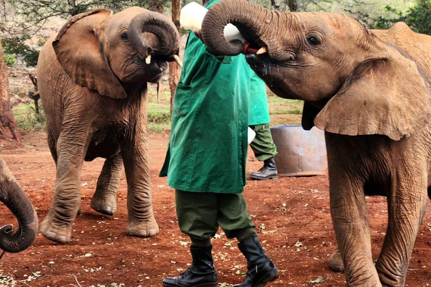 Tur till Elephant Orphanage Trust och Bomas i Kenya