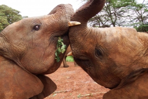 Elephant Orphanage Trust and Bomas of Kenya Tour
