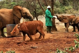 Elephant Orphanage Trust and Bomas of Kenya Tour