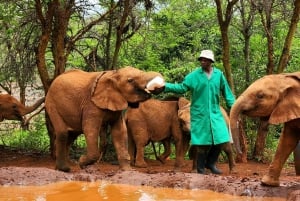 Elephant Orphanage Trust and Bomas of Kenya Tour