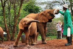 Elephant Orphanage Trust and Bomas of Kenya Tour