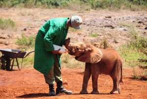 Elephant Sanctuary and Giraffe center