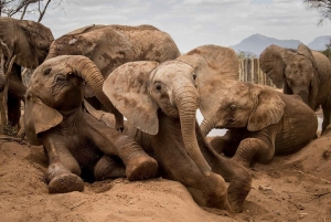 Elephant Sanctuary and Giraffe center