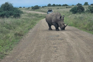 Elephant Sanctuary & Giraffe Center -päiväretki ilmaisella kuljetuksella