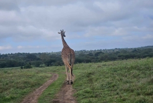 Elephant Sanctuary & Giraffe Center -päiväretki ilmaisella kuljetuksella