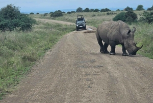 Elephant Sanctuary & Giraffe Center -päiväretki ilmaisella kuljetuksella