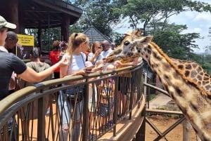 Elephants Orphanage, Giraffe Center, and Blixen Museum Tour