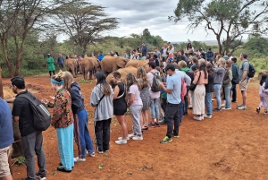 Elephants Orphanage, Giraffe Center, and Blixen Museum Tour