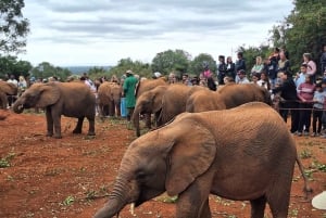 象の孤児院、キリン センター、ブリクセン博物館ツアー