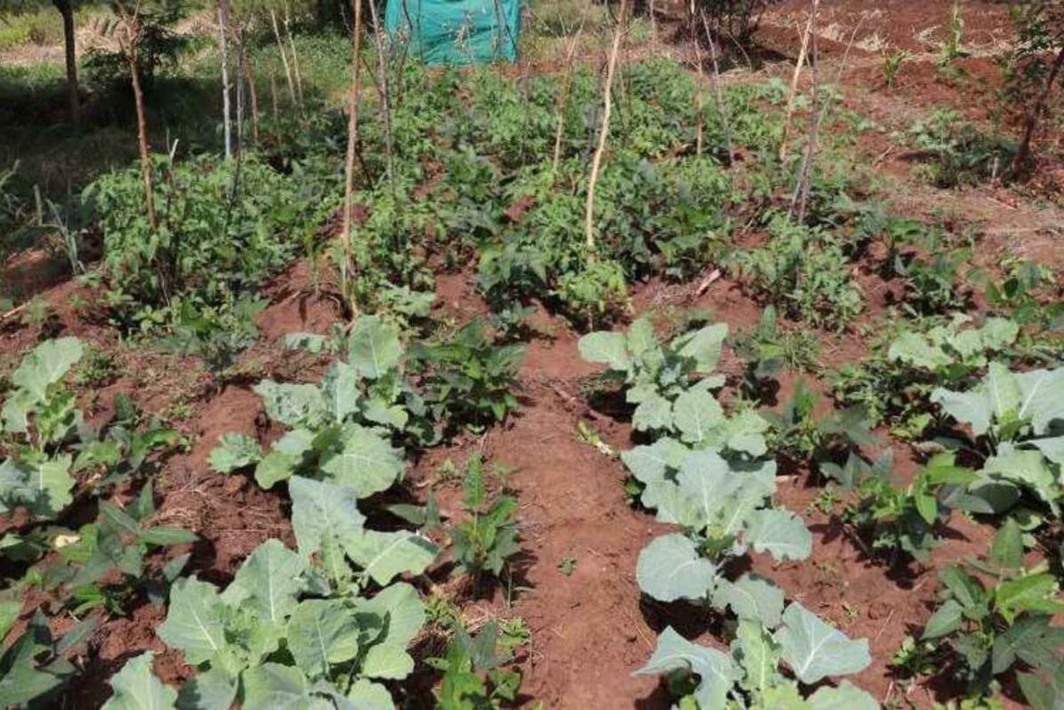 Embu County: Mbeere Community Tour with Cooking Class