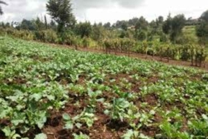 Embu County: Mbeere Community Tour with Cooking Class