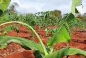 Embu County: Mbeere Community Tour with Cooking Class